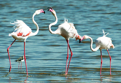 gaga-wildlife-sanctuary-dwarka-3-attr-incr
