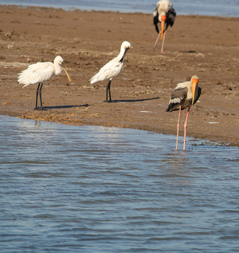 1-khijadiya-bird-sanctuary-khijadiya-gujarat-rural-ff