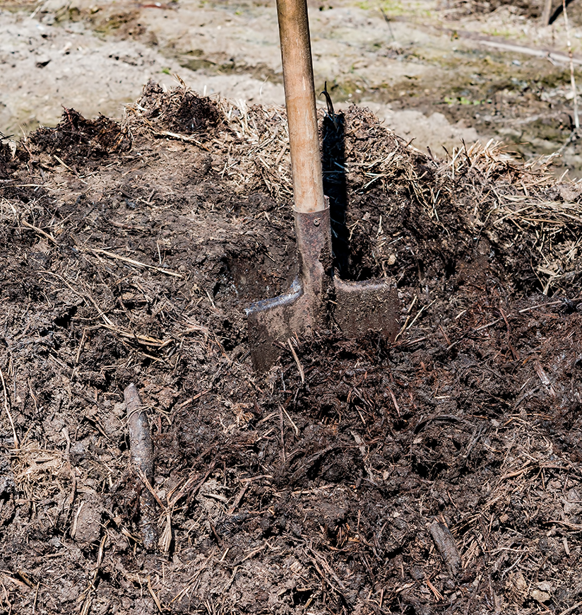 cow-dung-rural