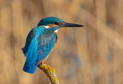 Bird photographs i took in Türkiye. İn their wild life habitat.