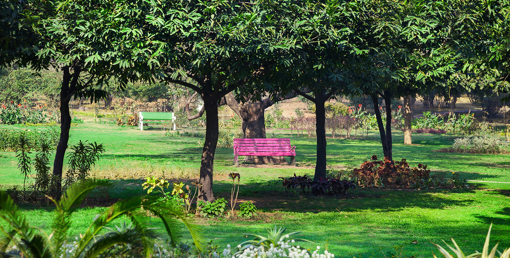 Pink bench around green trees in the Buddha Jayanti park in New Delhi, India