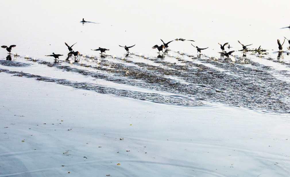 1034-26 Harike Wetland Festival, Ferozepur-December