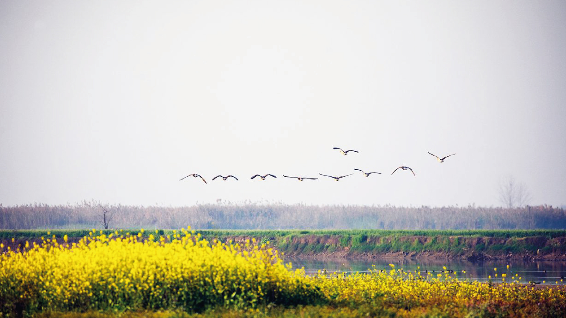 1034-26 Harike Wetland Festival, Ferozepur-December