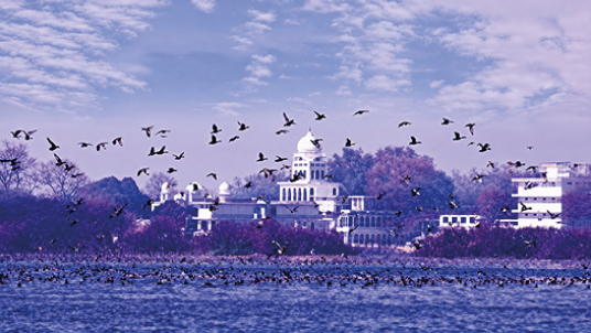 1034-26 Harike Wetland Festival, Ferozepur-December