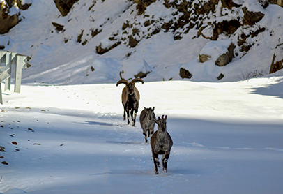 nanda-devi-national-park